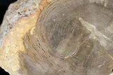 Petrified Wood End-Cut - Stirling Range, Australia #22982-2